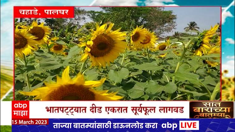 Saat Barcha Batamia : 7/12 : Palghar farmer planted sunflower : Saat Barachya News