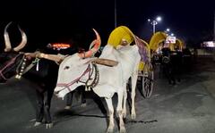 सोलापुरातील मंद्रूपच्या शेतकऱ्यांचा 'बैलगाडी मोर्चा' मुंबईच्या दिशेनं