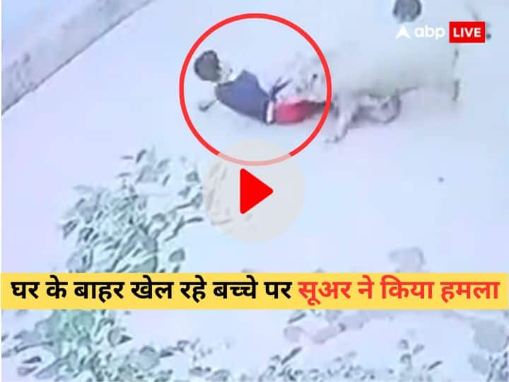 pig attacked viral video 10 year old boy in Maharashtra Gondia was badly injured CCTV footage surfaced Watch Viral Video: सूअर के हमले में 10 साल के बच्चे की हालत गंभीर, वायरल वीडियो में दिखा दर्दनाक मंजर