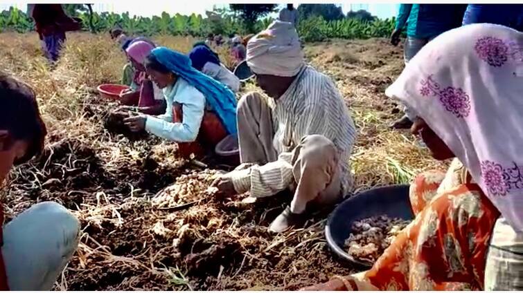 Ginger prices raised due to unseasonal rains housewives worried Ginger Price Hike: કમોસમી વરસાદથી આદુના ભાવ પહોંચ્યા આસમાને, ગૃહિણીઓ પરેશાન