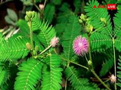 Kalawa Benefits: इन 7 पेड़-पौधों में कलावा बांधना होता है शुभ, बदल जाता है भाग्य और अकाल मृत्यु का नहीं रहता भय