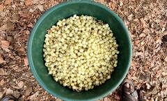 Mahua Flowers: मोहाची फुलं  ठरतायत आदिवासींसाठी वरदान