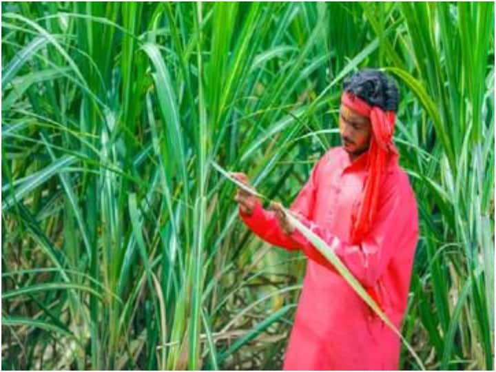 uttar pradesh over 300 crore rupees have not been paid to farmers by sugar mill owners in last 5 years UP News: यूपी में किसानों के कितने रुपए चीनी मिलों में बकाया हैं? केंद्र ने दिया जवाब