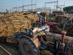 More Than 99.18% Sugarcane Arrears Paid To UP Farmers In 2021-22 Season: Food Ministry Tells LS