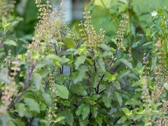 चेहऱ्यावर लावा तुळशीच्या पानांपासून तयार केलेला 'हा' फेसपॅक; जाणून घ्या तयार करण्याची सोपी पद्धत