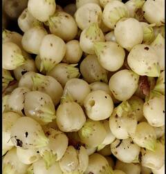 Mahua Flowers: मोहाची फुलं  ठरतायत आदिवासींसाठी वरदान