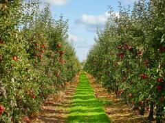 राष्ट्रीय फलोत्पादन अभियानाअंतर्गत 100 दिवसात शेतकऱ्यांना मिळणार अनुदान 