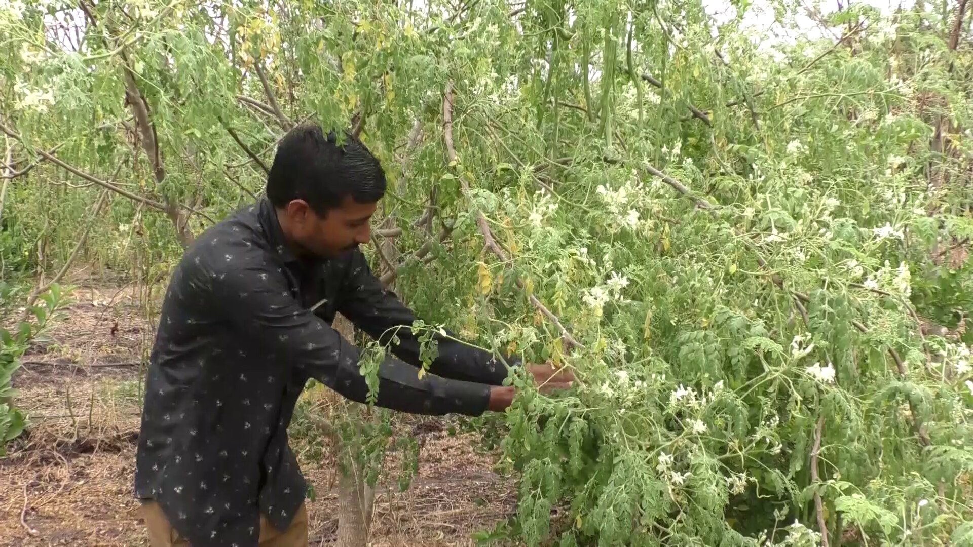 Farmer’s Success Story: સાવરકુંડલાના વંડા ગામનો ખેડૂત સરગવાની ખેતીમાં કરે છે તોતિંગ કમાણી, સાથે કરે છે મરચા, લીંબુની ઓર્ગેનિક ખેતી