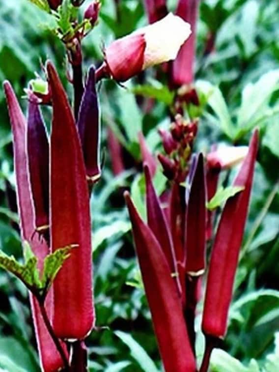 डायबिटीज-कोलेस्ट्रॉल में लाल भिंडी है बेहद फायदेमंद