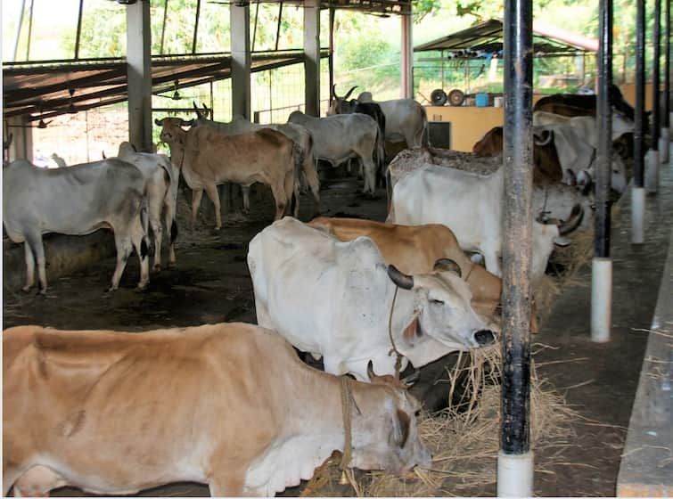 Baramati News : Unfortunate!  The entire family was cleaning the cowshed, suddenly suffocated and all four died