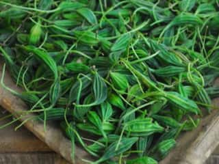 மருத்துவ குணம் நிறைந்த அதலைக்காய்.. நீரிழிவு, கல்லீரல் நோய்க்கு சிறந்த மருந்து.. வேறு என்ன பயன்கள் உள்ளது? முழு விவரம்..