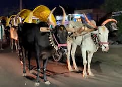 सोलापुरातील मंद्रूपच्या शेतकऱ्यांचा 'बैलगाडी मोर्चा' मुंबईच्या दिशेनं