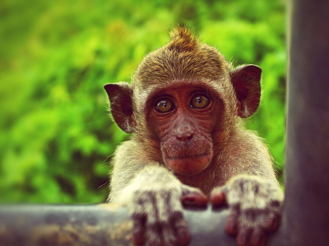 Viral Video: মন্দিরে গিয়ে গড় হয়ে নমস্কার বাঁদরের! ভাইরাল ভিডিও দেখে অবাক নেটিজেনরা Viral Video Monkey visits temple and seeks blessings loved by Netizens Viral Video: মন্দিরে গিয়ে গড় হয়ে নমস্কার বাঁদরের! ভাইরাল ভিডিও দেখে অবাক নেটিজেনরা