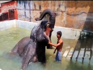 watch video: கொளுத்தும் வெயிலை சமாளிக்க அழகர்கோயில் யானைக்கு குளு, குளு குளியல்  தொட்டி