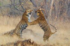 Tadoba Tigers fight : ताडोबात 'माया' वाघिणीसाठी भिडले 'रुद्रा' आणि 'बलराम'...