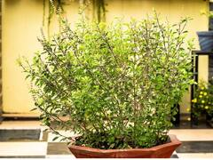 चेहऱ्यावर लावा तुळशीच्या पानांपासून तयार केलेला 'हा' फेसपॅक; जाणून घ्या तयार करण्याची सोपी पद्धत