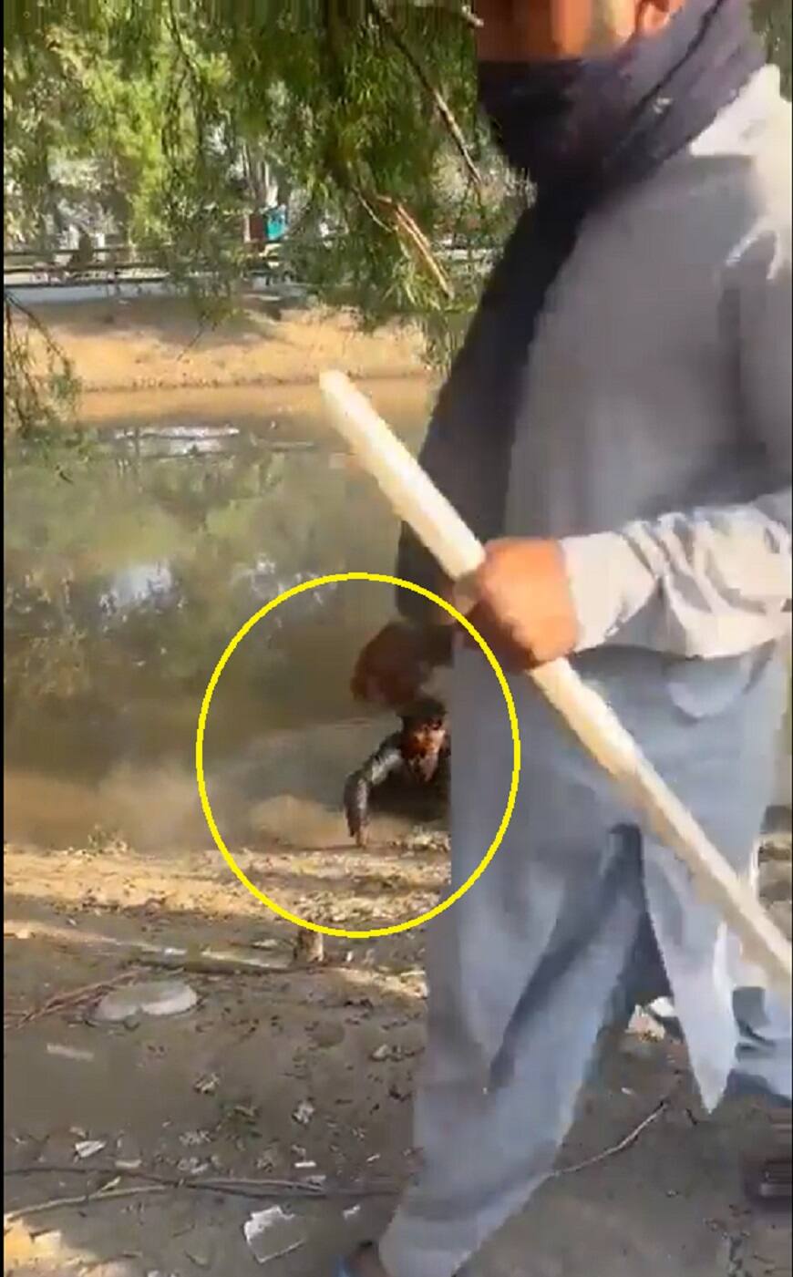 Imran Khan समर्थकों पर एसिड फेंक रहे पाक सैनिक? PTI ने वीडियो शेयर कर किया दावा, आर्मी चीफ को घेरा