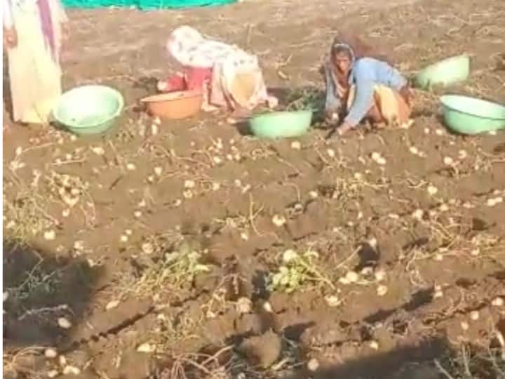 IN Madhya Pradesh Heavy fall in potato prices, farmers are not getting cost price ann MP: प्याज के बाद अब आलू के किसान रो रहे खून के आंसू, लागत मूल्य भी नहीं हो रहा नसीब