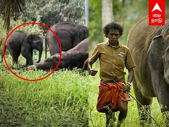 Bomman in Dharmapuri : தாயில்லாமல் தவிக்கும் 2-குட்டி யானைகள்.. மீண்டும் களத்தில் இறங்கிய பொம்மன்