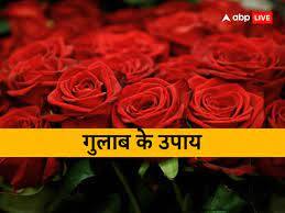 Gulab Ke Upay: Money will rain with the remedy of rose flower, Lakshmi ji will shower blessings