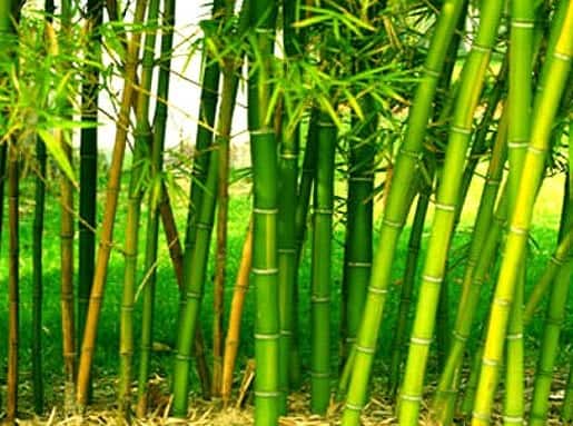 Bamboo Farming: Bamboo Farming also Named Green Gold, Know About it Bamboo Farming: ધરતીમાંથી નિકળશે સોનું, કરો આ ખેતી સરકાર ઉઠાવશે અડધો ખર્ચ