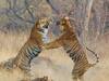 Tadoba Tigers fight :  ताडोबात 'माया' वाघिणीसाठी भिडले 'रुद्रा' आणि 'बलराम'...