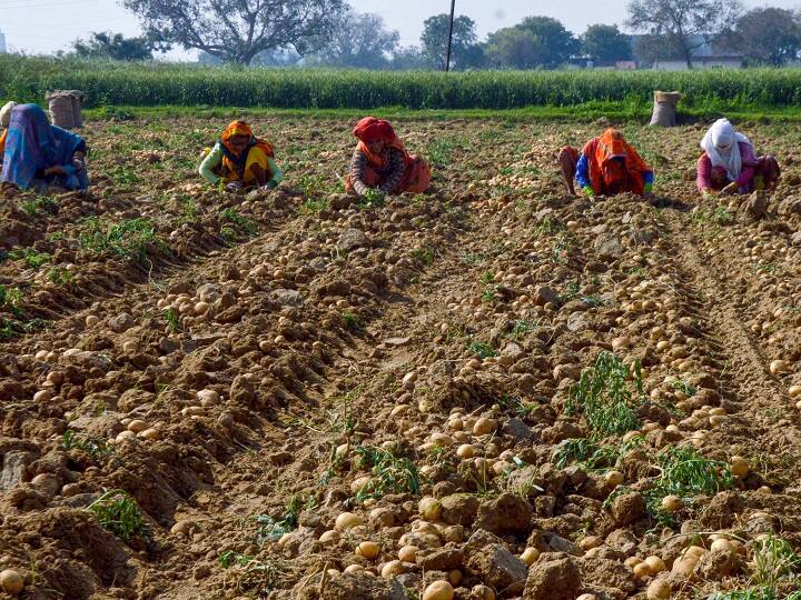 Potato price crisis in uttar pradesh farmers explained how impact lok sabha election 2024 abpp यूपी में आलू भी चखा सकता है कई नेताओं को हार का स्वाद, जानिए हैरान कर देने वाला राजनीतिक समीकरण