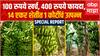 Banana Farming Special Report : 100 रुपये खर्च, 400 रुपये फायदा,  14 एकर शेतीत 1 कोटींचं उत्पन्न