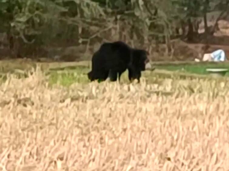 A single bear roamed in the agricultural land of villupuram gingee Hills TNN செஞ்சி மலைப்பகுதி விவசாய நிலத்தில் சுற்றித்திரிந்த ஒற்றை கரடி - பொதுமக்கள் அச்சம்