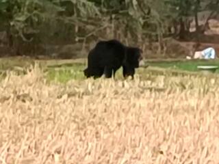A single bear roamed in the agricultural land of villupuram gingee Hills TNN செஞ்சி மலைப்பகுதி விவசாய நிலத்தில் சுற்றித்திரிந்த ஒற்றை கரடி - பொதுமக்கள் அச்சம்