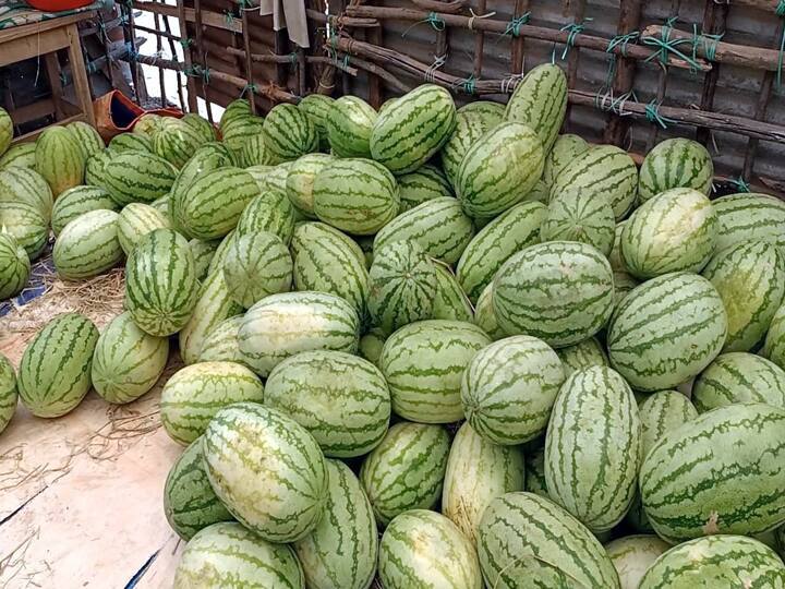 Theni Watermelon season begins to ease the effects of the sun  TNN வெயிலின் தாக்கத்தை தணிக்க தொடங்கியது தர்பூசணி சீசன் - தேனியில் களைகட்டும் விளைச்சல்