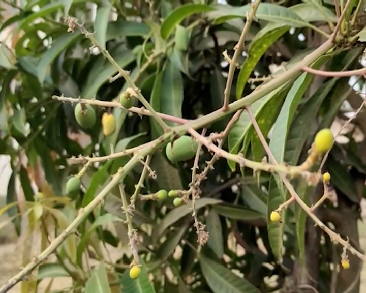 Mango Crop: કેરી રસિયા માટે માઠા સમાચાર, કમોસમી વરસાદથી કેરીમાં ઇયળની શક્યતા