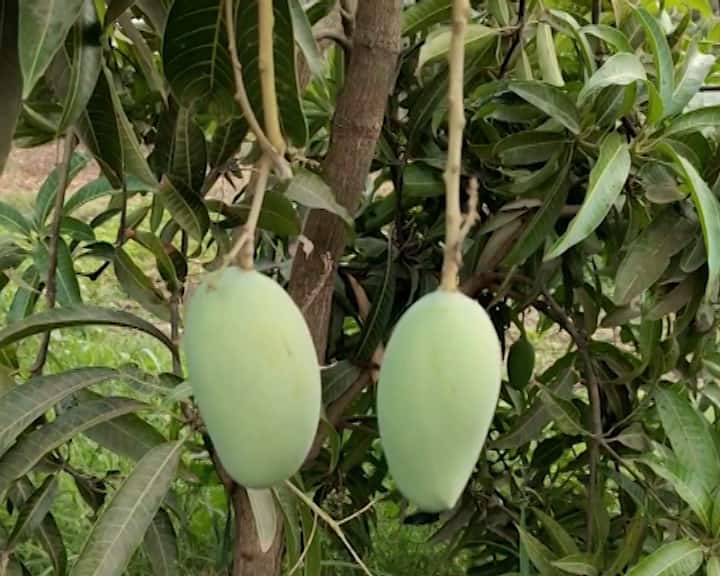 Agriculture News: Bad news for mango lovers chances of caterpillars in mangoes due to unseasonal rains Mango Crop: કેરી રસિયા માટે માઠા સમાચાર, કમોસમી વરસાદથી કેરીમાં ઇયળની શક્યતા