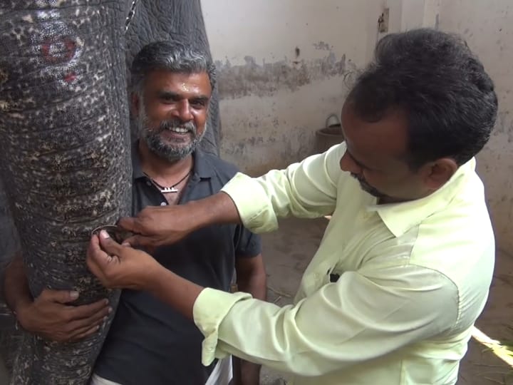 திருச்செந்தூர்  கோயில் யானை தெய்வானைக்கு தோல் நோய் பாதிப்பு - பக்தர்கள் உணவு வழங்க கட்டுப்பாடு