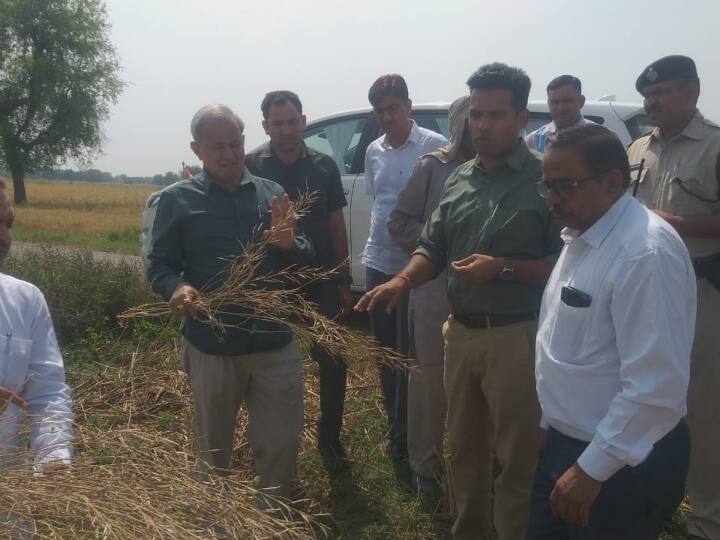 Rajasthan Government did not start buying rabi crops farmers are bound to sell crops at less than MSP ANN Rajasthan: MSP पर खरीद शुरू नहीं होने से किसान घाटे में फसल बेचने को मजबूर, प्रति कुंटल 600 रुपये तक का हो रहा है नुकसान