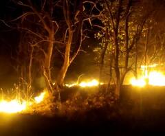 Tansa Sanctuary : तानसा अभयारण्यात वणवा, औषधी वनस्पती जळून खाक