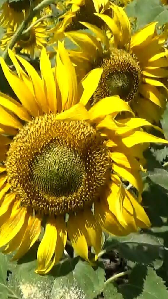 भातपट्ट्यात केली सूर्यफुलाची लागवड