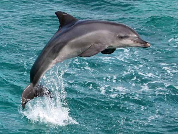 Dolphin hunting gang caught in Porbandar sea, know details Dolphin: પોરબંદરના દરિયામાં ડોલ્ફીનનો શિકાર કરતી ગેંગ ઝડપાઈ, જાણો વિગત