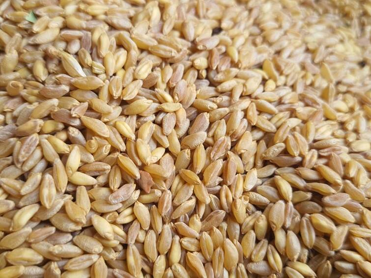 at Khanapur Ghat in Sangli district wheat grown in the air without fertiliser Sangli News : सांगलीतील खानापूर घाटमाथ्यावर मिळतो चक्क हवेवर पिकवलेला गहू! एका पावसाच्या पाण्यावर खत आणि औषधांशिवाय पिकतो हवेवर
