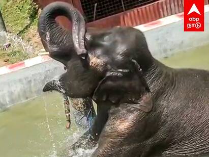 Alagar Kovil Elephant : வாட்டத்தொடங்கிய வெயில்.. ஆனந்த குளியல் போடும் சுந்தரவள்ளி யானை..