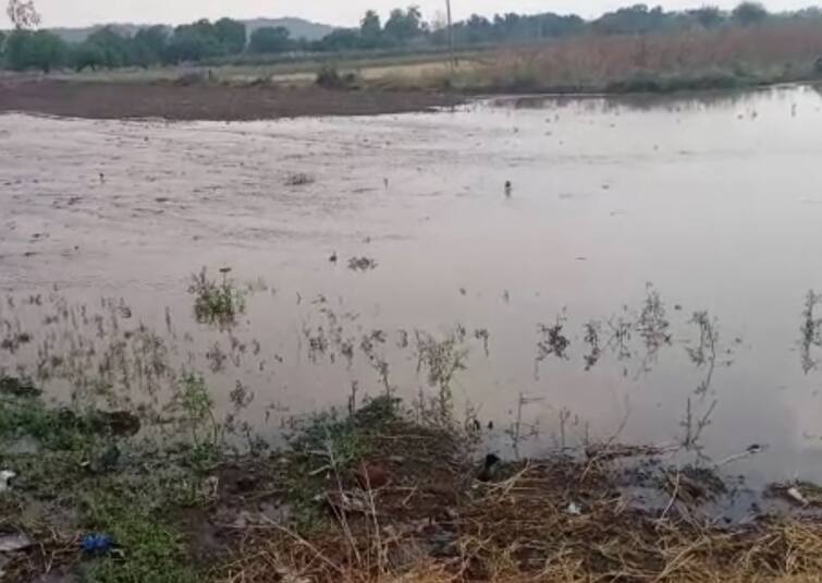 heavy rainfall in amreli distict Gujarat Weather Update: અમરેલી જિલ્લામાં કરા સાથે ખાબક્યો વરસાદ, ભર ઉનાળે ચોમાસા જેવો માહોલ જોવા મળ્યો