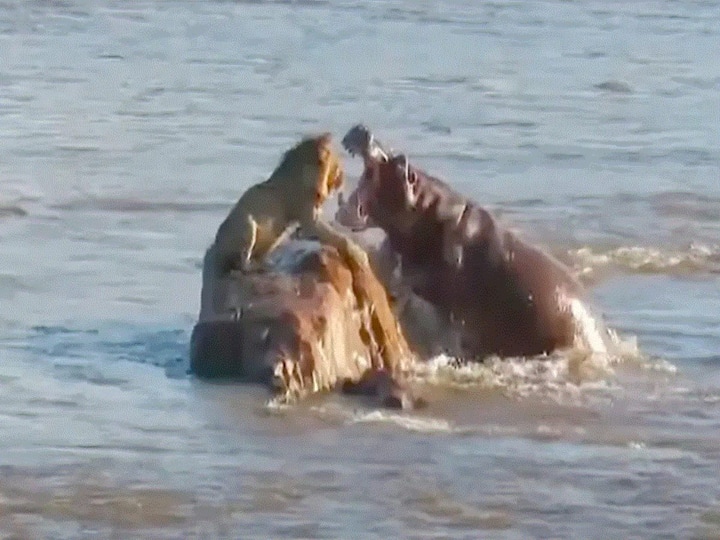 Angry Hippos Attack Stranded Lion, See What Happens Next Angry Hippos Attack Stranded Lion, See What Happens Next