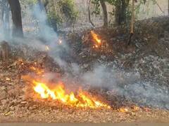 तानसा अभयारण्यात अचानक वणवा, अनेक औषधी वनस्पती जळून खाक; वन्यप्राण्यांच्या जीवाला धोका