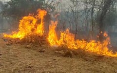 Tansa Sanctuary : तानसा अभयारण्यात वणवा, औषधी वनस्पती जळून खाक