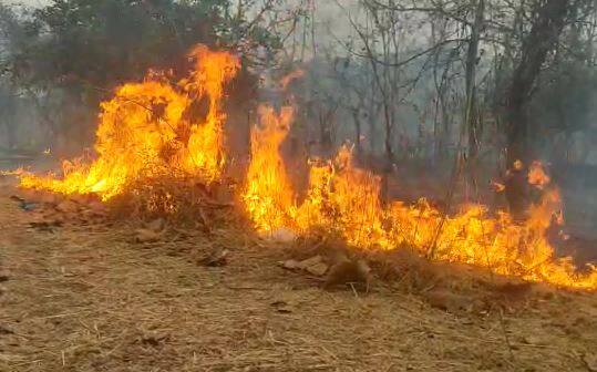 ठाणे (Thane) जिल्ह्यातील शहापूर तालुक्यातील तानसा अभयारण्यात अचानक वणवा (Tansa Sanctuary Fire) लागल्याची घटना घडली.