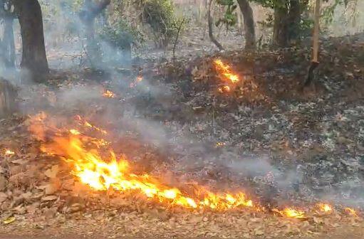 अनेक औषधी वनस्पती जळून खाक झाल्या आहेत. अचानक वणवा लागल्याने परिसरातील अनेक वन्य प्राण्यांचा जीव धोक्यात आला आहे.