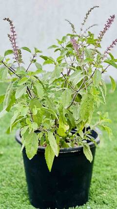 Vastu Tips: বাড়িতে কোথায় রয়েছে তুলসিমঞ্চ? বদলে দিতে পারে আপনার ভাগ্য