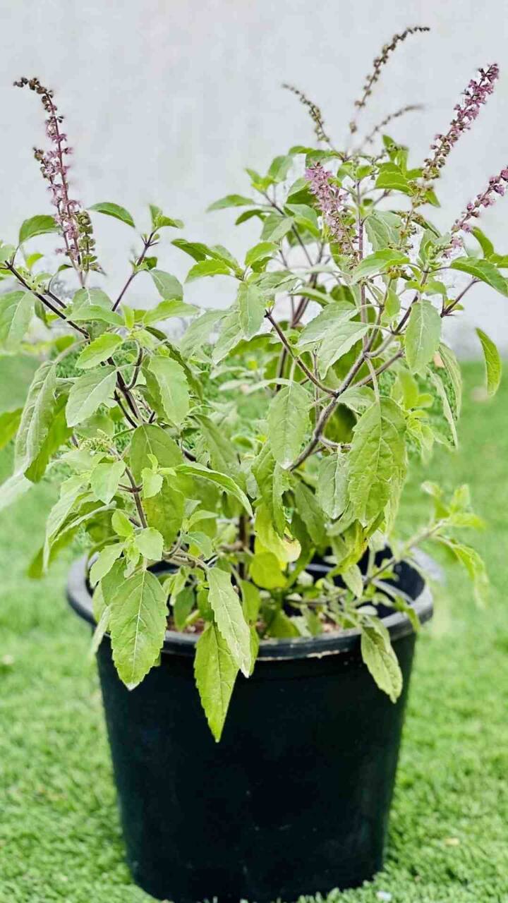 ভারতীয় সংস্কৃতিতে তুলসি গাছের আলাদা মর্যাদা রয়েছে। শুভ এবং পবিত্র প্রতীক হিসেবে বাড়িতে তুলসি গাছ রাখা হয়। গৃহস্থ বাড়িতে আলাদা তুলসি মঞ্চও থাকে।