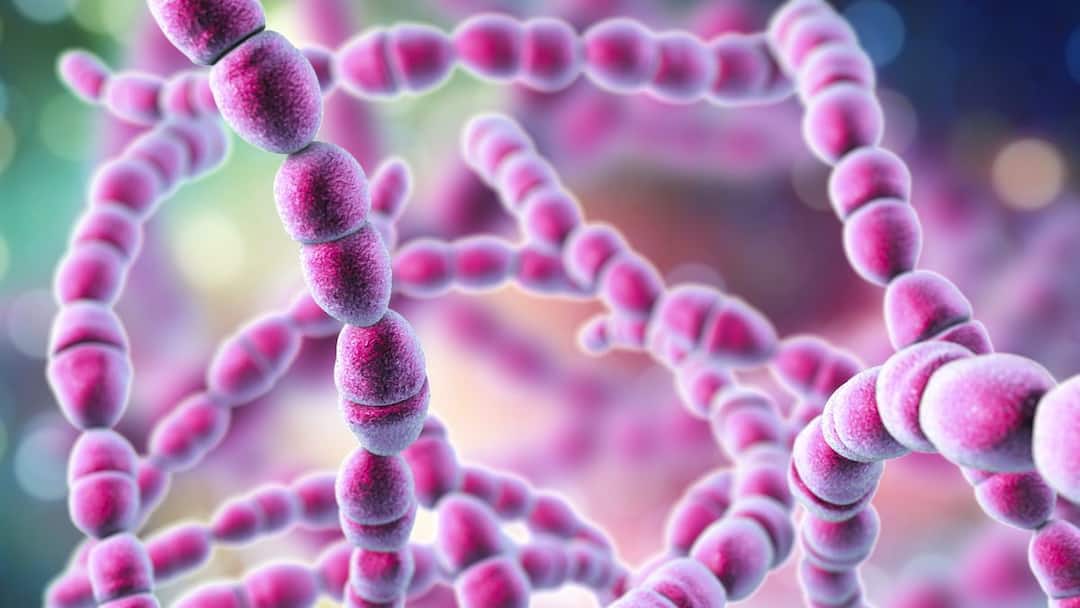 काय सांगता? हा बॅक्टेरिया मांस खातो, शरीरात घुसून थेट कुरतडायलाच लागतो, संसर्ग झालाच तर मृत्यू अटळ dangerous flesh eating bacteria if this virus enters your body then death is certain काय सांगता? हा बॅक्टेरिया मांस खातो, शरीरात घुसून थेट कुरतडायलाच लागतो, संसर्ग झालाच तर मृत्यू अटळ