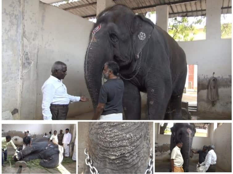 Tiruchendur Arulmiku Subramania Swamy Temple Elephant theivayanai affected by skin disease  restrictions on giving food to devotees TNN திருச்செந்தூர்  கோயில் யானை தெய்வானைக்கு தோல் நோய் பாதிப்பு - பக்தர்கள் உணவு வழங்க கட்டுப்பாடு